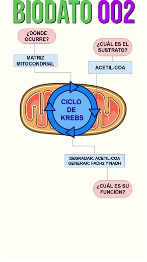 Ciclo de Krebs: lo esencial para el examen