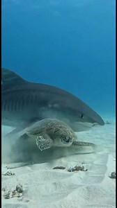 96K views · 833 reactions | 勞Did you expect this underwater encounter?A diver’s GoPro captures a rare moment as a tiger shark approaches a sea turtle on the ocean floor. The tension underwater is unreal… watch closely till the end #SharkEncounter #UnderwaterWorld #OceanLife #GoPro | Khaway Gomez | Facebook
