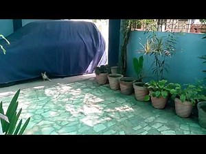 kitten killed 23 may 2016
