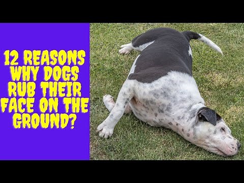 12 Reasons Why dogs rub their face on the Ground?