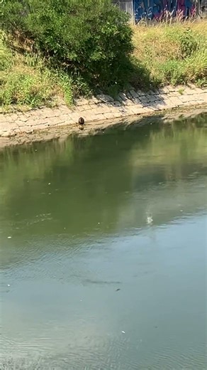 #nutria grooms itself on far side of river