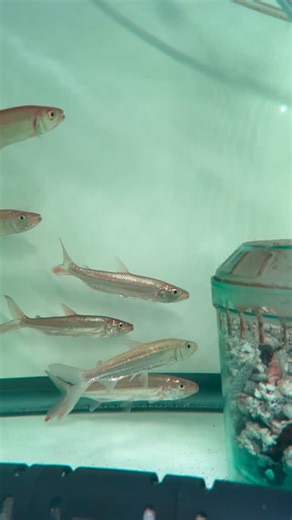 Monster Aquarium on Instagram: "The Goliath Tiger Fish is one of the most fearsome freshwater predators in the world, famous for its massive razor-sharp teeth and explosive hunting power. Native to the Congo River Basin, it is incredibly fast, aggressive, and built for high-current environments. This species demands very large tanks, heavy filtration, and experienced care, making it a true showpiece for advanced monster-fish enthusiasts. #goliathtigerfish #hydrocynusgoliath #monsterfish #predato