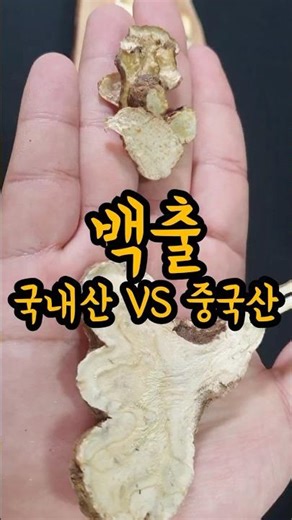 국내산 백출 VS 중국산 백출 쉽게 구분 하는법 알려드림!