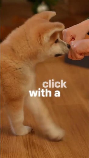 Clicker Training Basics