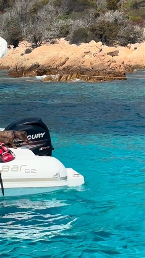 516K views · 18K reactions | #dachsund #doxie #sausage | Dachshund Fan Club | Facebook