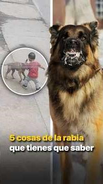 5 cosas de la rabia que tienes que saber