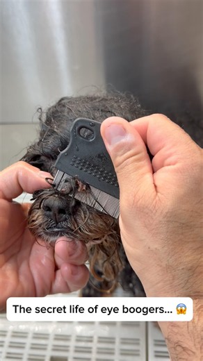 Cleaning a Lhasa Apso’s Eyes Without Trimming Hair 😳✨ Satisfying Grooming! #shorts