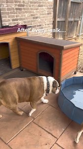 After every walk 😂On Tiktok stella_my_bulldog | English Bulldog