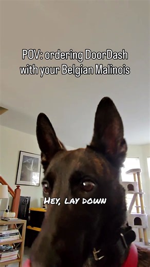 Ordering @DoorDash with a Malinois ❄️🐺 #dogtraining #malinois #doordash #brandywinedogacademy #delaware