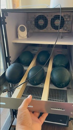 Emu Eggs Incubating 🌼 #emu #bird #animal #eggs #farmlife #like