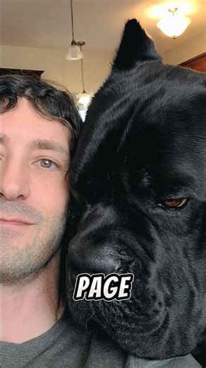 Cane Corso Pronunciation #canecorso #dog #shorts