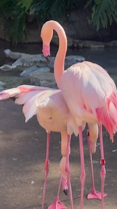 Flamingo Love Triangle | Eddie and his Hombres