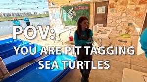 3.9K views · 85 reactions | ✨ Tag, you’re it! You’re getting your very own sea turtle ID! It’s PIT tagging day at Sea Turtle Inc, where our rescued turtles from the most recent cold stun event got their unique microchip. Kind of like a turtle passport! These tiny tags help us keep track of our flippered friends long after they’re released back into the wild. | Sea Turtle, Inc | Facebook