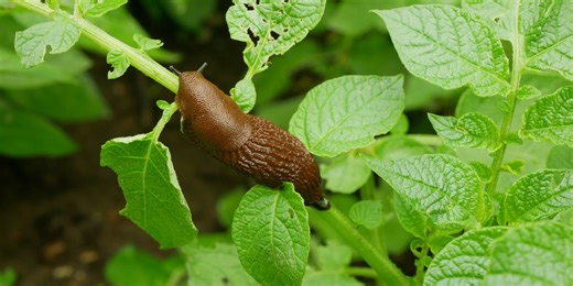 9 common garden pests — and how to keep them away for good