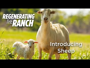 Raising Grass Fed Sheep on our Ranch – Regenerating the Ranch Docuseries