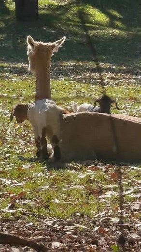 42 reactions | One minute they’re wandering around, the next one’s using the alpaca as a jungle gym. Life with baby goats is never boring. 蓮 #babygoats #alpaca #farmlife | N & W Livestock | Facebook