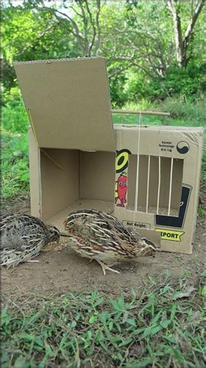 Simple Quick Bird Trap Make From Cardboard Box #shorts