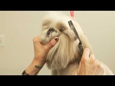 Trimming Around Shih-tzu Eyes