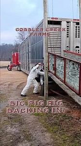 Pig truck backing in to the chute bringing our feeder pigs! Bacon bits rolling in! 🐖😅💪👨‍🌾 #pig #pigs #truck #peterbilt #gobblercreekfarms | Gobbler Creek Farms