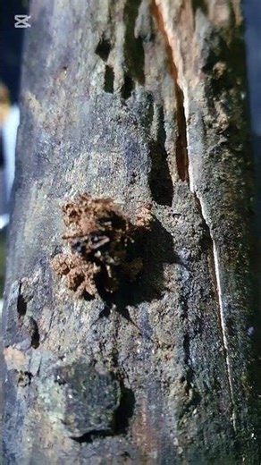 The Mysterious Masked Hunter | Nature’s Hidden Predator