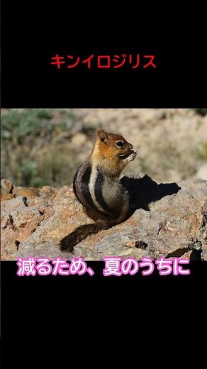 キンイロジリスとはどんな生き物か