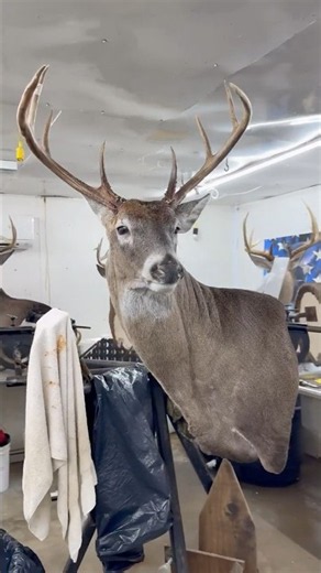 Wide frame 8 point on the Mears SUL-WP22 #thecedarridgechronicles #deer #hunting #taxidermy