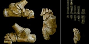 The road to bipedalism wasn’t straight and narrow