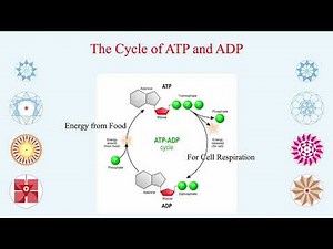 ATP - ADP - AMP - The Three Biochemical Energy Molecules for the Active Transport in the Human Cells