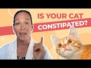 How to Tell if Your Cat Is Constipated