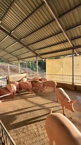 Medyo malapit na… From fattener to gestation building 💪 Mga napiling gilts — pang-future moms, pang-long game ng farm 🔥🌱 #codershogfarm #followersreelsfypシ゚viralシfypシ゚viralシalシ #roadto100sowlevel #piggeryjourney #piggerybusiness #pigfarming #alagangbaboy #Gilts #hogfarmers #probinsyalife #farmlife | Coders' Hog Farm