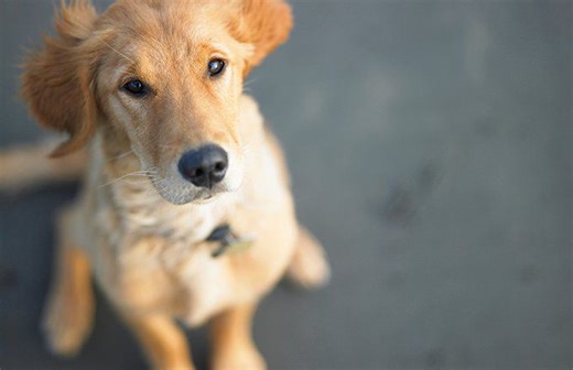 Understanding Pet Insurance: Coverage, Costs, and Benefits