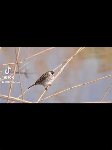 👀✨ Common Reed Bunting ⚫🤍🤎 A quiet sentinel of the wetlands. 🌍 Found across Europe and Asia, the Common Reed Bunting is most at home among marshes, reedbeds, damp meadows, and lakesides, where its simple, jangling song carries over the water. 🌿 Males in breeding season are striking in a restrained, elegant way — a black head and throat, sharp white collar and moustache stripe, and brown, streaked wings and back. Females and nonbreeding males are softer: warm brown, streaked, and perfectly c