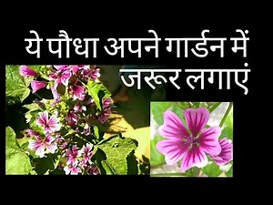 250- Zebrina Hollyhock, Hollyhock Malva, Hollyhock Mallow, Zebra Mallow Plant Care / ज़ैबरीना हॉलीहॉक