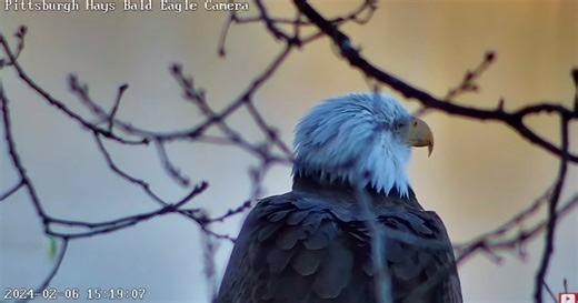 Rain and storms take down Hays Bald Eagles Nest