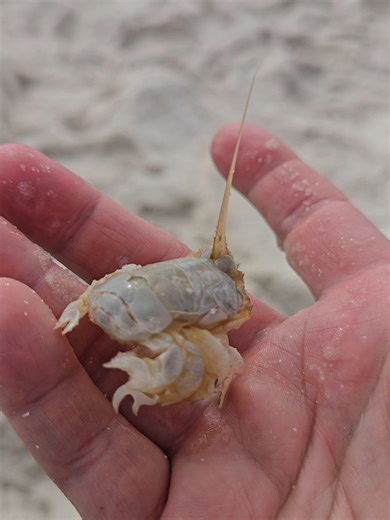 While digging for sand fleas to use as bait, I found something you don’t see every day on the beach 👀🦀 This isn’t a regular sand flea — it’s a spiny mole crab. Unlike the smooth sand fleas most anglers know, this one has small spines along its shell, which is what makes it so rare to spot. They usually stay buried deep in the surf zone and are most common in clean, high-energy beaches with strong wave action. A few cool facts 👇 • They burrow backward into the sand in seconds • They filter-fee