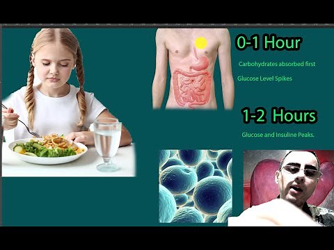 Fasting Effects by Hour. Timeline of Fasting: Effects by the Hour
