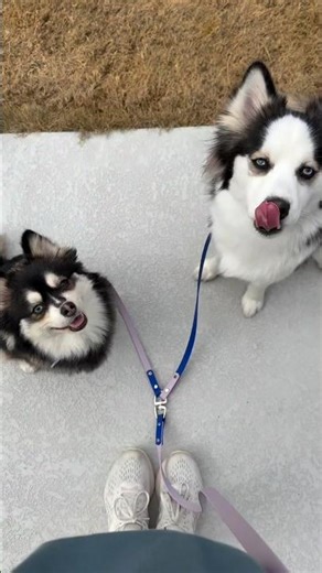 How to Make the Most Out of a 30 minute Walk #dogshorts #dogtips