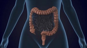 Transverse Colon Section Large Intestine: vídeo stock (100% livre de direitos) 3815121835 | Shutterstock