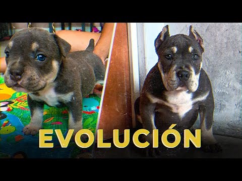 Crecimiento de un American bully blue-tri (tricolor) de 0 a 3 meses.