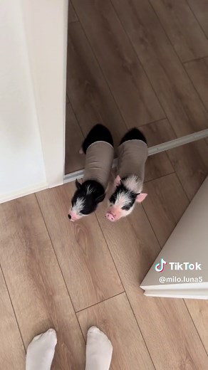 Adorable Mini Pig Breeds: Teacup, Micropig, and More!