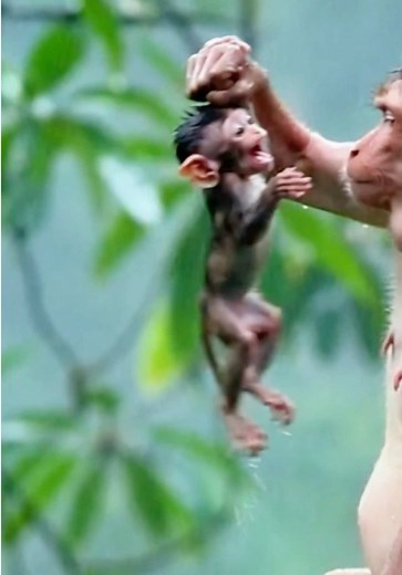 Orangutan Gives Birth in Pouring Rain, Baby Cries in Pain