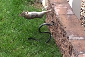 snake and rabbit fight
