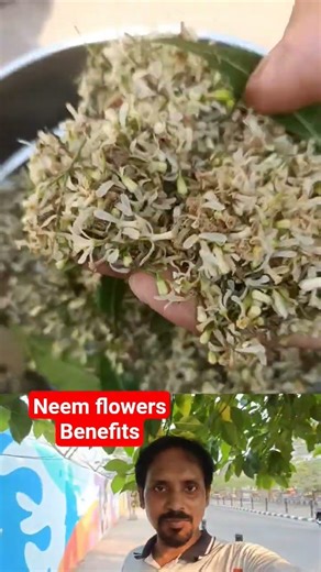 Neem flowers benefits | 🌺 🌿 | #shortvideo #viralvideo