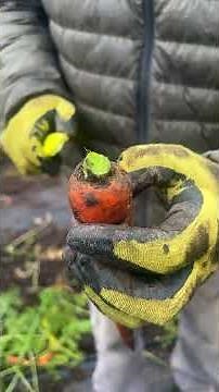 Harvesting Biennial Carrots for Winter Storage