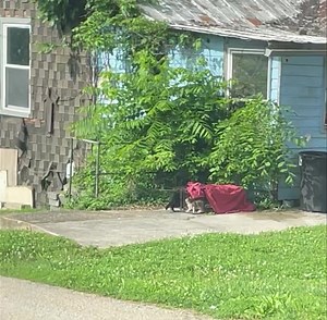 14K views · 245 reactions | Last month while assisting with TNR at a...