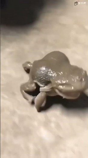 Le cri terrifiant de la grenouille ! On dirait Alien le Retour !