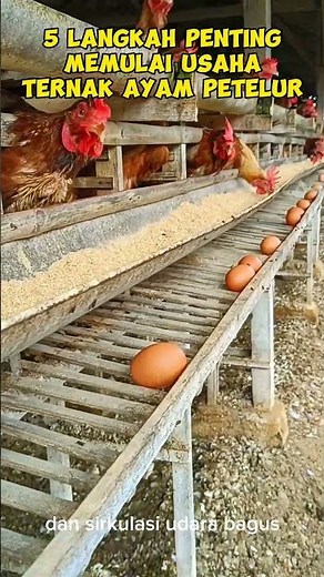 5 Important Steps to Start a Laying Hen Farm #business #newbusiness #livestock #livestock #busine...