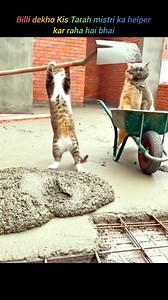 Billi dekho Kis Tarah mistri ka helper kar raha hai bhai5465684 #facebookpostシ #reelsvideoシ #reelsviralシ #reelsfacebook #viralvideoシ #facebookreels #viralreelschallenge #vairalpost #reelschallenge #trendingvideo | Badsha Khan Block