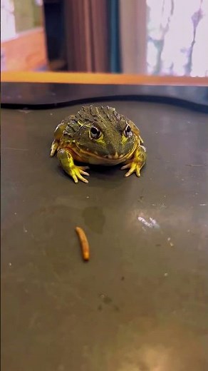 Frog Eating Bug Compilation #frogfunnies #shorts #frog