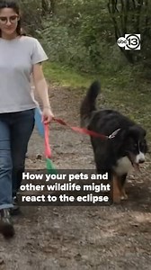 No, your dog doesn't need eclipse glasses, but your furry friends might exhibit some behavioral changes during the eclipse! ABC13-Kevin Roth https://abc13.com/eclipse/ | ABC13 Houston